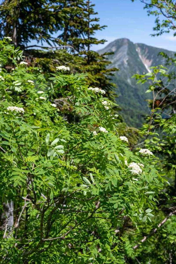 撮影地: 蝶ヶ岳、撮影時期: 7月上旬