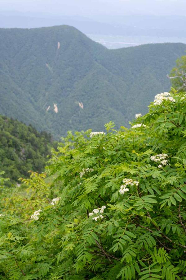 撮影地: 燕岳、撮影時期: 7月上旬