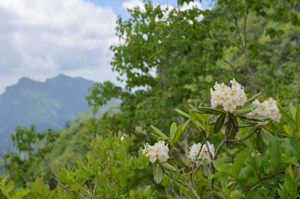撮影地: 高妻山、撮影時期: 7月上旬