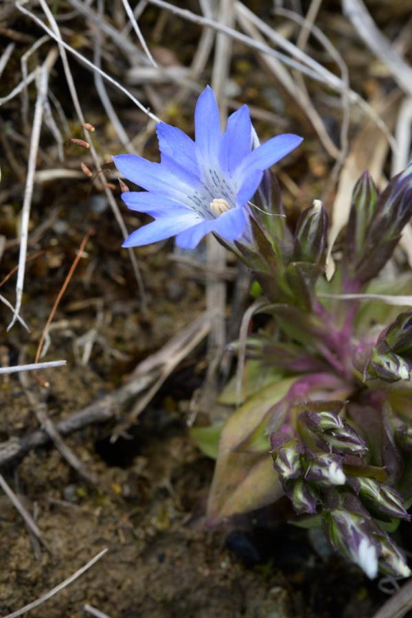 撮影地: 岩蕈山、撮影時期: 4月下旬