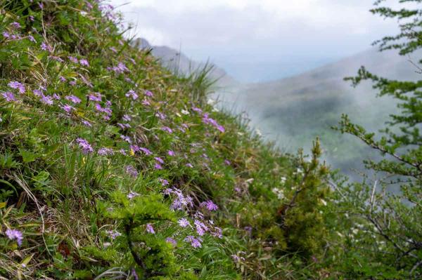 撮影地: 黒斑山、撮影時期: 6月中旬