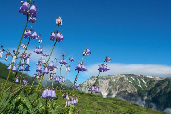 撮影地: 八方尾根、撮影時期: 8月中旬