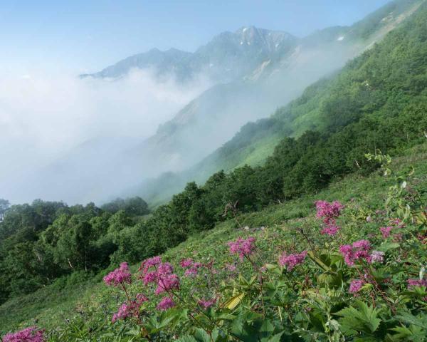 撮影地: 八方尾根、撮影時期: 8月中旬
